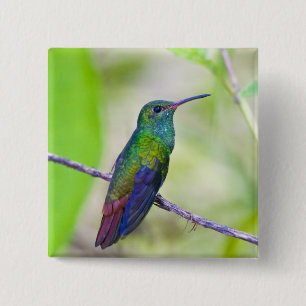 Macaron Carré 5 Cm Amérique du Sud, Costa Rica, Sarapiqui, La Selva