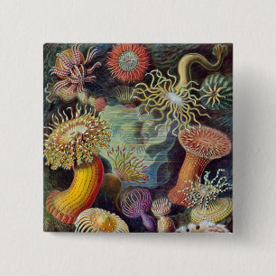 Macaron Carré 5 Cm Anémone marine vintage de Haeckel