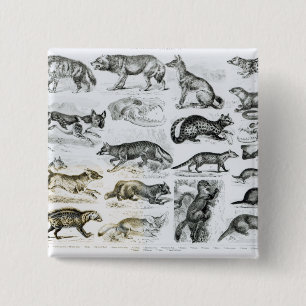 Macaron Carré 5 Cm Animaux carnivores