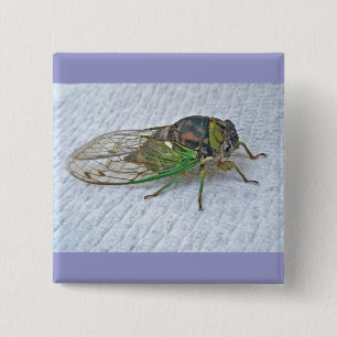 Macaron Carré 5 Cm Annual Cicada Coordinating Items