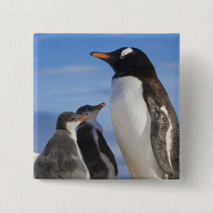Macaron Carré 5 Cm Antarctique, Anse Neko (Port). Manchot papou 2
