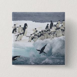 Macaron Carré 5 Cm Antarctique, île Paulet. Manchots Adélie