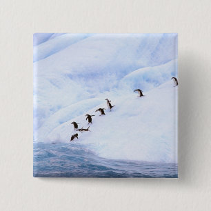Macaron Carré 5 Cm Antarctique, péninsule Antarctique. Chinstrap