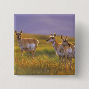 Macaron Carré 5 Cm Antilope d'Amérique dans le Montana