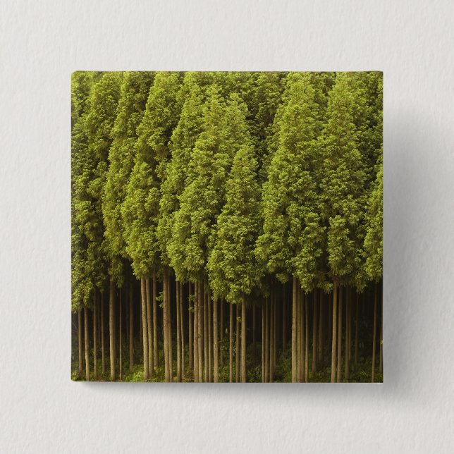 Macaron Carré 5 Cm Arbres de cèdre de Koya Sugi (Devant)