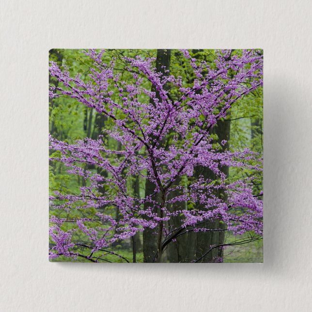 Macaron Carré 5 Cm Arbres Redbud en pleine floraison printanière près (Devant)