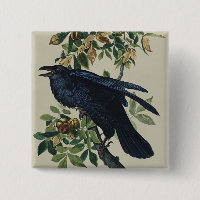Art de la nature de l'oiseau corbeau vintage Audub