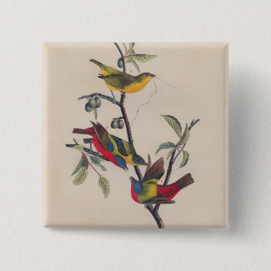 Macaron Carré 5 Cm Audubon Peint Bunting Bird Wildlife