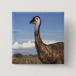 Macaron Carré 5 Cm Australie, Australie occidentale. Emu (Dromaius)