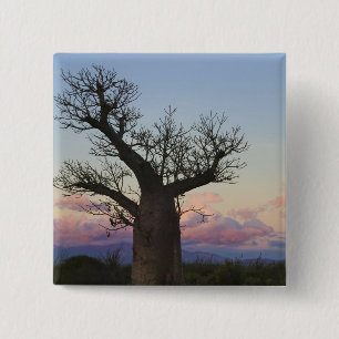 Macaron Carré 5 Cm Baobabs, Berenty, Toliara, Madagascar