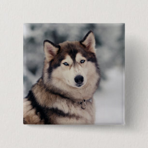 Macaron Carré 5 Cm Beautiful Husky in the Outdoors
