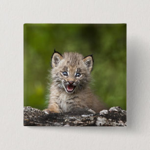 Macaron Carré 5 Cm Bébé Lynx regardant au-dessus de l'arbre tombé par