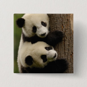 Macaron Carré 5 Cm Bébés pandas géants (Ailuropoda melanoleuca) 2