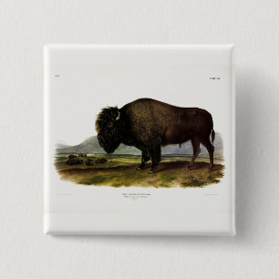 Macaron Carré 5 Cm Bison américain, ou bison (bison) - Audubon