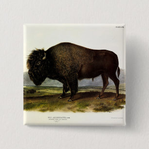 Macaron Carré 5 Cm Bison américain, ou bison (bison) - Audubon