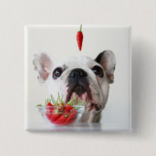 Macaron Carré 5 Cm Bouledogue français regardant un poivron rouge