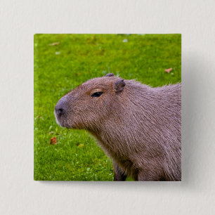 Macaron Carré 5 Cm Bouton Capybara