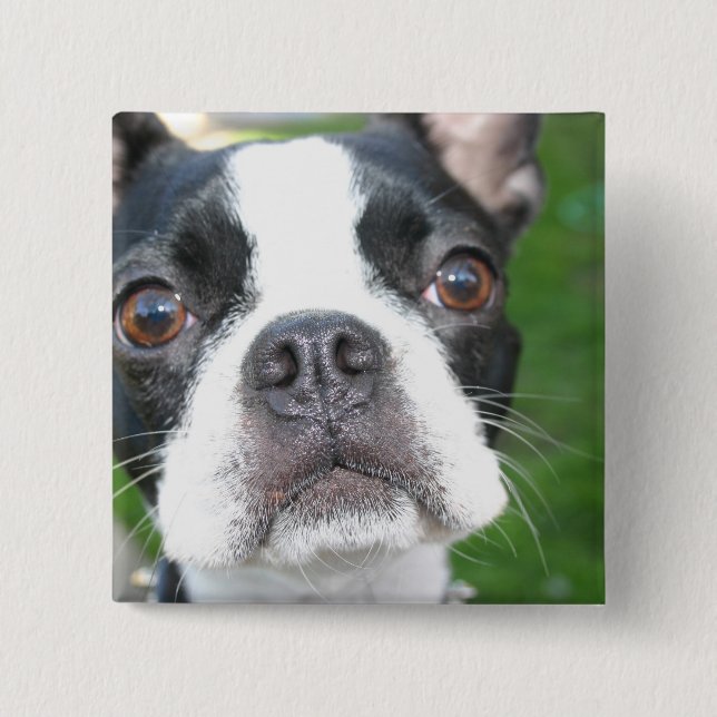 Macaron Carré 5 Cm Bouton Carré de Boston Terrier Pup (Devant)