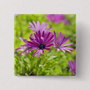 Macaron Carré 5 Cm Bouton de Fleur de Marguerite Africaine