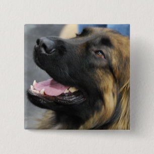 Macaron Carré 5 Cm Bouton de Leonberger