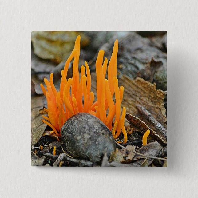 Macaron Carré 5 Cm Bouton Funky Fungi (Devant)