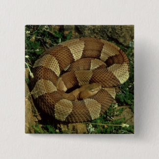 Macaron Carré 5 Cm bouton large-réuni de pinback de serpent de