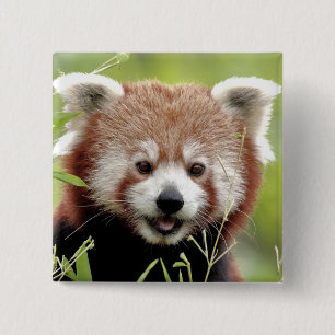 Macaron Carré 5 Cm Bouton Photo panda rouge, animaux 0045.