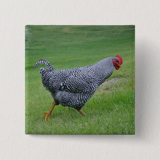 Macaron Carré 5 Cm Bouton poulet (Devant)