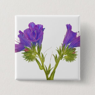 Macaron Carré 5 Cm Bugloss pourpre de vipères (plantagineum d'echium)