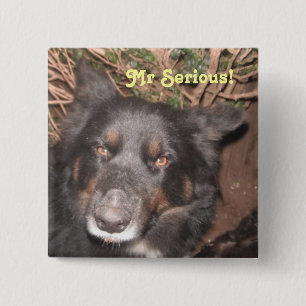 Macaron Carré 5 Cm Button Husky Collie Cross