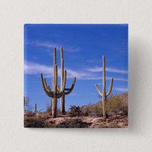 Macaron Carré 5 Cm Cactus du Saguaro, géant multiarmé