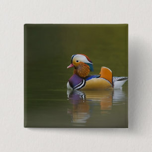 Macaron Carré 5 Cm Canard mandarin sauvage (Aix galericulata) sur fon