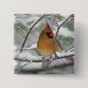 Macaron Carré 5 Cm Cardinal du Nord femelle dans un pin enneigé,