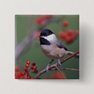 Macaron Carré 5 Cm Carolina Chickadee