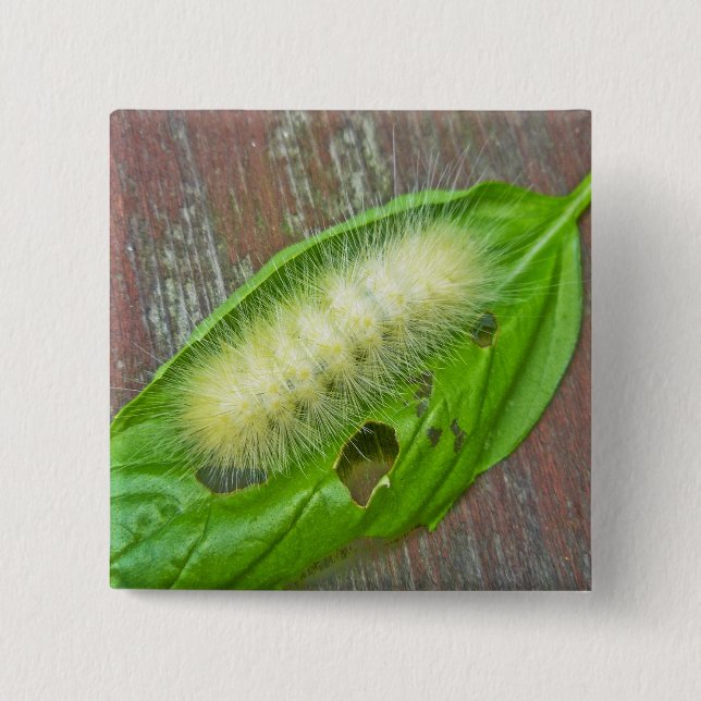 Macaron Carré 5 Cm Caterpillar de l'ours jaune Tiger Moth Articles (Devant)