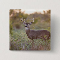 cerf de Virginie (Odocoileus virginianus) mâle 2