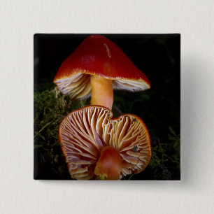 Macaron Carré 5 Cm Champignons Scarlet Waxcap