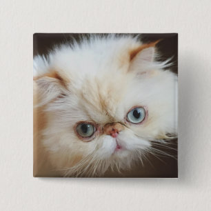 Macaron Carré 5 Cm Chat dans une boîte