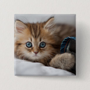 Macaron Carré 5 Cm Chaton avec des yeux bleus
