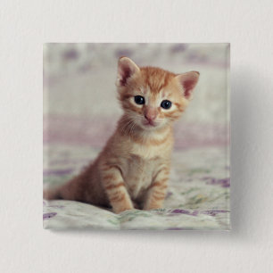 Macaron Carré 5 Cm Chaton minuscule de gingembre