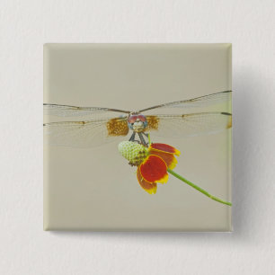 Macaron Carré 5 Cm Checkered Setwing (Dythemis fugax) sur Mexicain