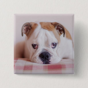Macaron Carré 5 Cm Chiot anglais timide de bouledogue