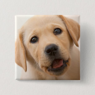 Macaron Carré 5 Cm Chiot d'or de Labrador