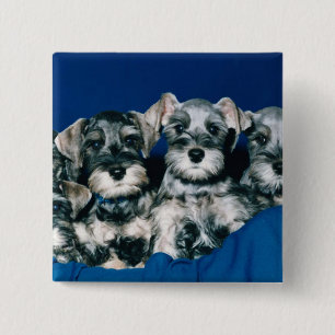 Macaron Carré 5 Cm Chiots de Schnauzer miniature