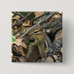 Macaron Carré 5 Cm Chipmunk oriental - Tamias striatus