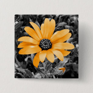 Macaron Carré 5 Cm Color Splash Spring Flash African Daisy Photograph