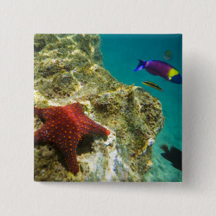 Macaron Carré 5 Cm Cortez Rainbow Wrasse mâle et femelle et mer
