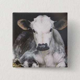 Macaron Carré 5 Cm Culture occupée de jour