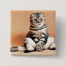 Cute Kitten S'Est Étendu