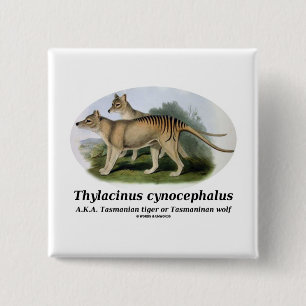 Macaron Carré 5 Cm Cynocephalus de Thylacinus (tigre ou loup